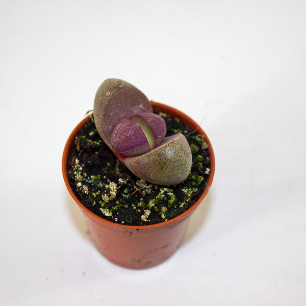 Pleiospilos nelii 'Rubra'  5.5cm H8cm