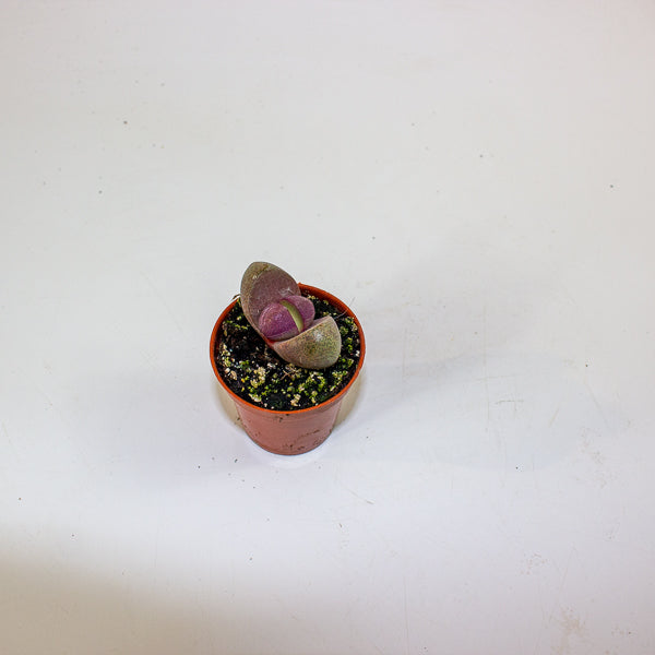 Pleiospilos nelii 'Rubra'  5.5cm H8cm