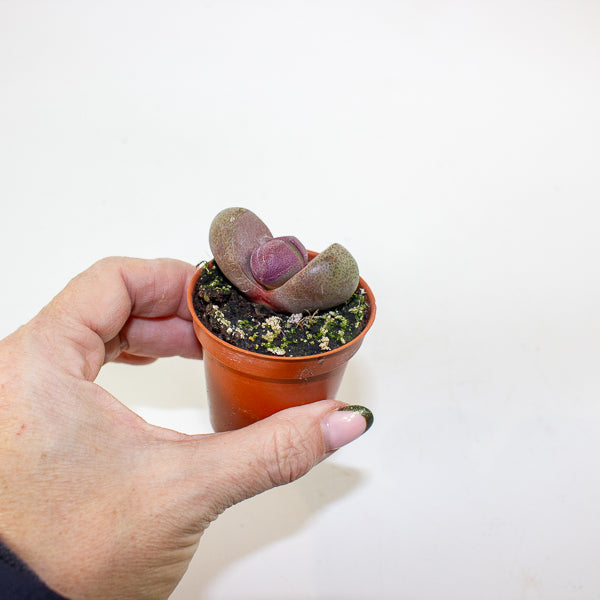Pleiospilos nelii 'Rubra'  5.5cm H8cm