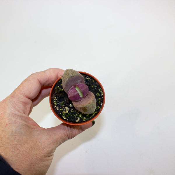 Pleiospilos nelii 'Rubra'  5.5cm H8cm
