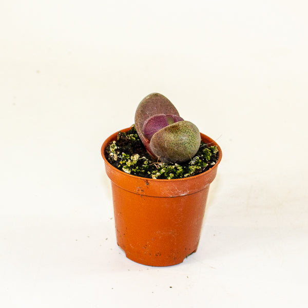 Pleiospilos nelii 'Rubra'  5.5cm H8cm
