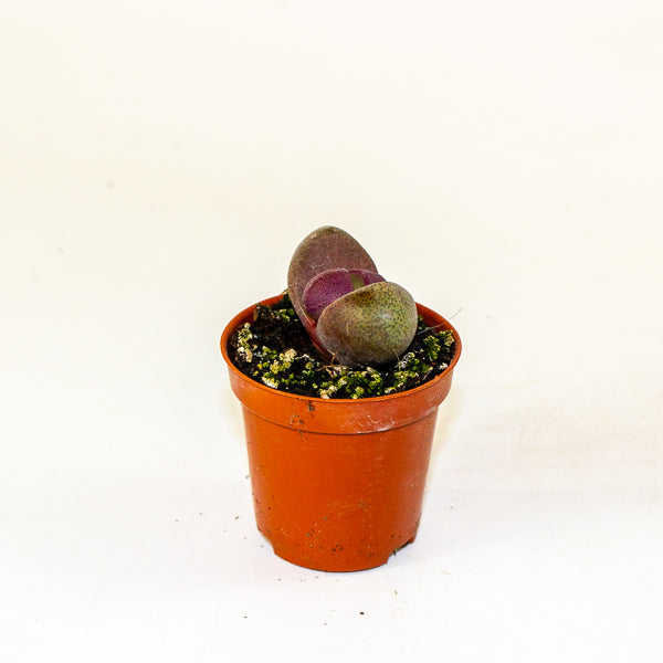 Pleiospilos nelii 'Rubra'  5.5cm H8cm