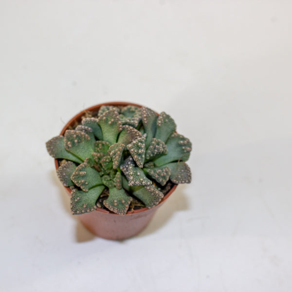 Titanopsis calcarea 5.5cm H10cm