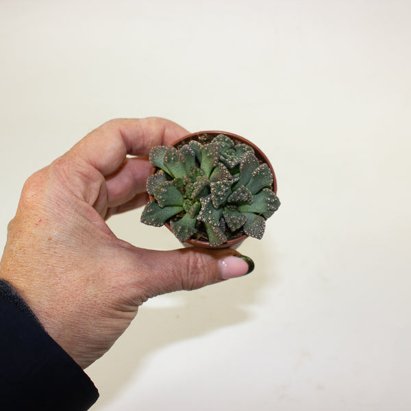 Titanopsis calcarea 5.5cm H10cm