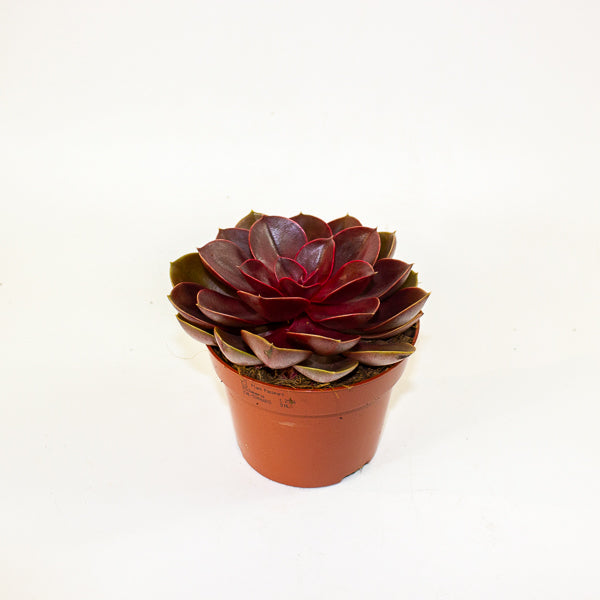 Echeveria 'Red Ruby' 12cm H20cm