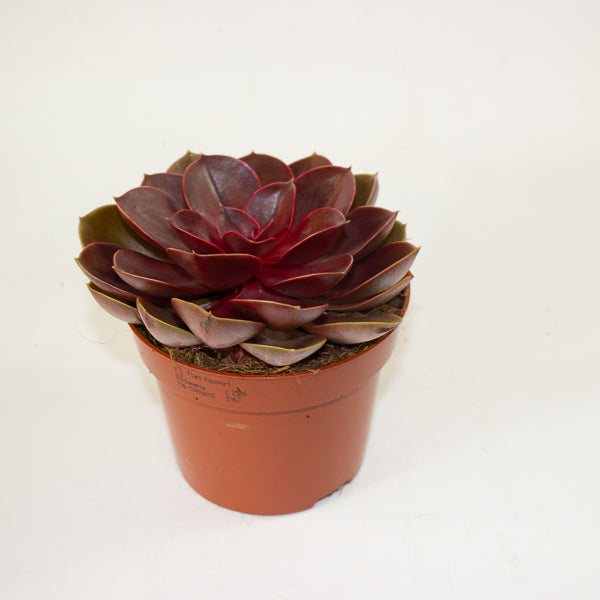 Echeveria 'Red Ruby' 12cm H20cm