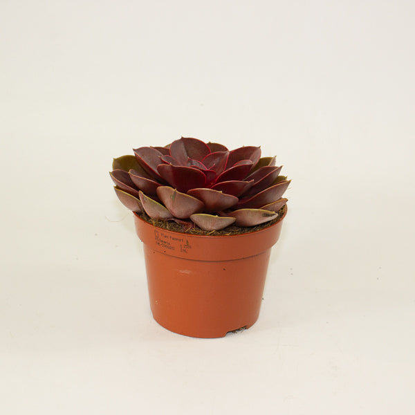 Echeveria 'Red Ruby' 12cm H20cm