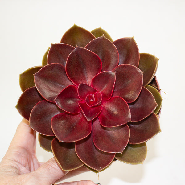 Echeveria 'Red Ruby' 12cm H20cm