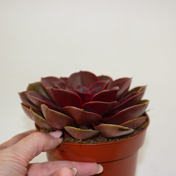 Echeveria 'Red Ruby' 12cm H20cm