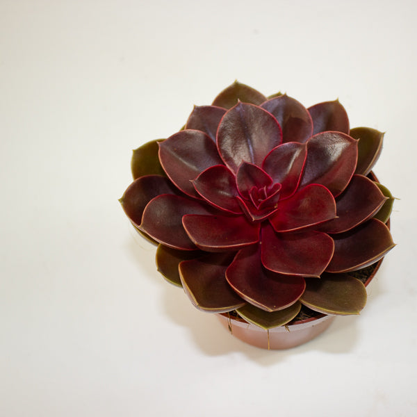 Echeveria 'Red Ruby' 12cm H20cm