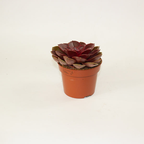 Echeveria 'Red Ruby' 12cm H20cm