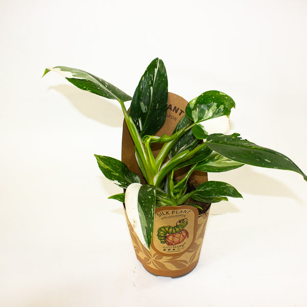 Philodendron 'White Wizard' 11cm H23cm