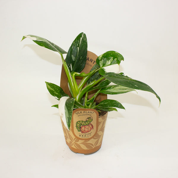 Philodendron 'White Wizard' 11cm H23cm