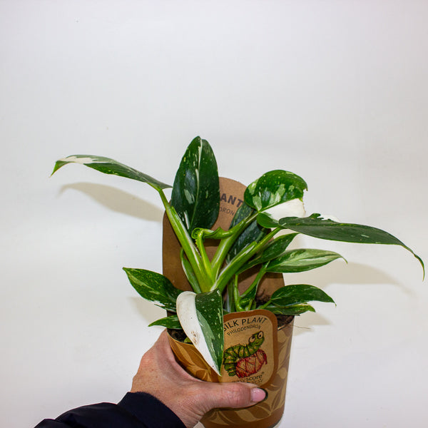 Philodendron 'White Wizard' 11cm H23cm