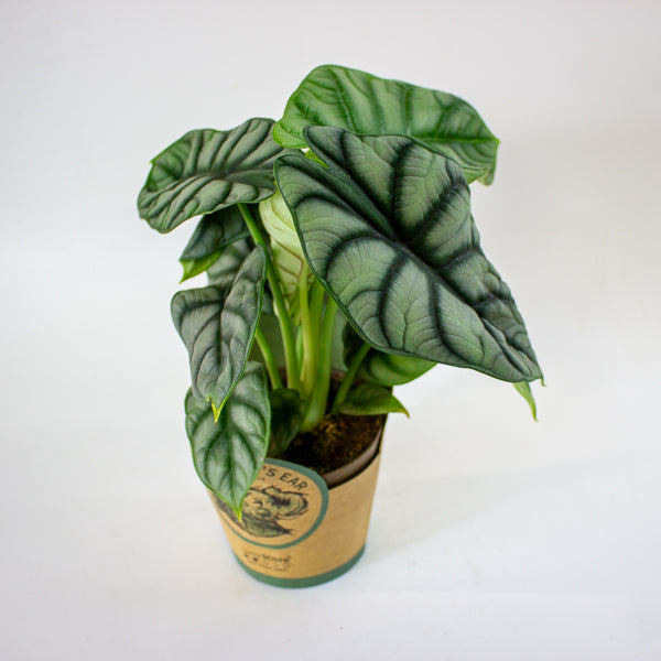 Alocasia 'Silver Dragon' 11cm H23cm