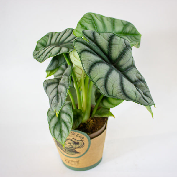 Alocasia 'Silver Dragon' 11cm H23cm