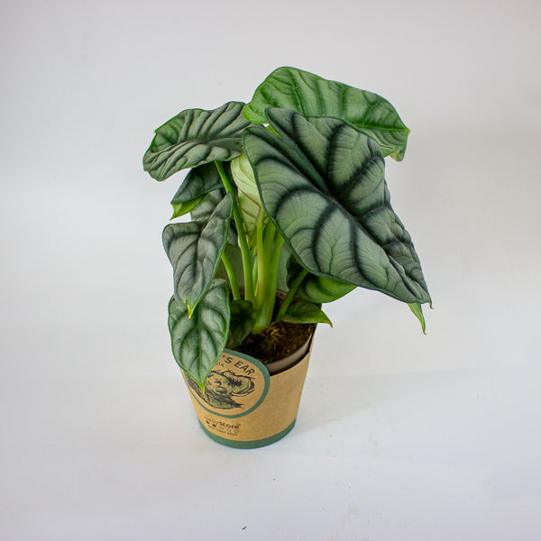 Alocasia 'Silver Dragon' 11cm H23cm