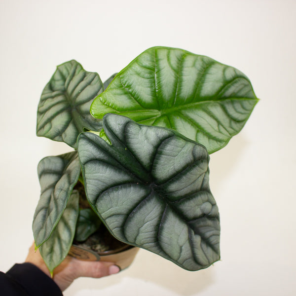 Alocasia 'Silver Dragon' 11cm H23cm