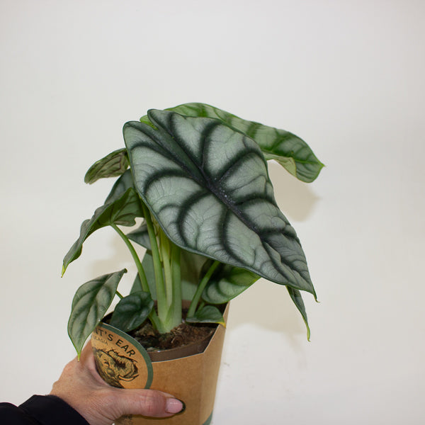 Alocasia 'Silver Dragon' 11cm H23cm