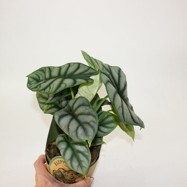 Alocasia 'Silver Dragon' 11cm H23cm
