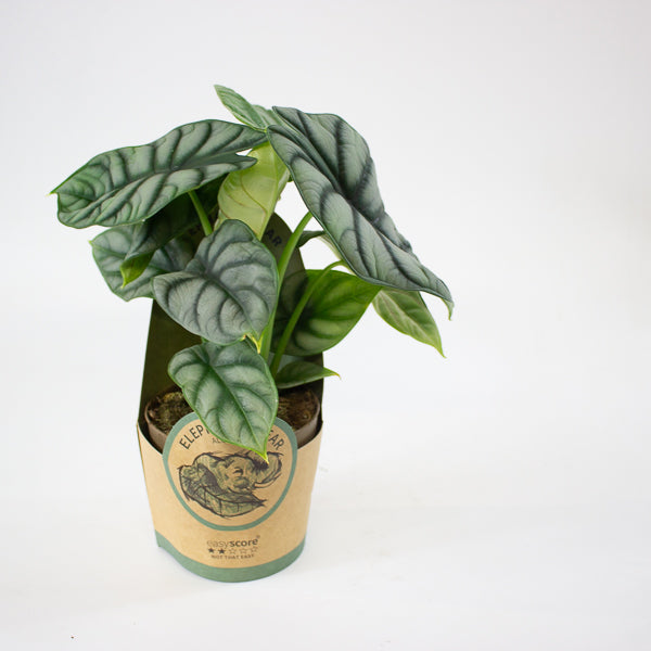 Alocasia 'Silver Dragon' 11cm H23cm