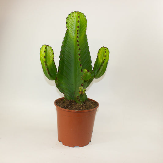 Euphorbia ingens 21cm H60cm