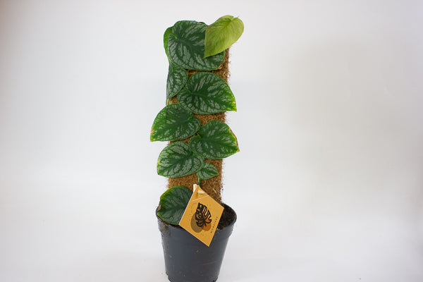 Monstera dubia 14cm H45cm