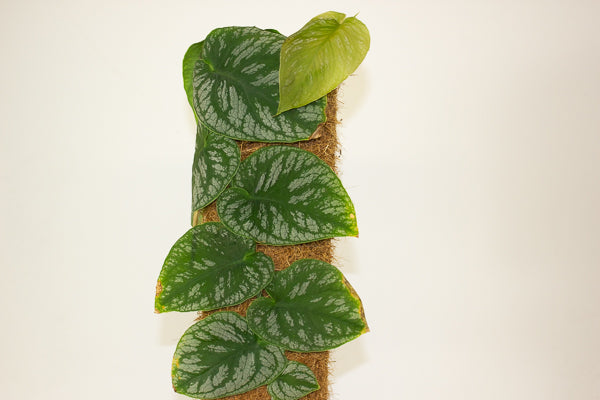 Monstera dubia 14cm H45cm