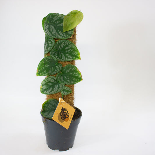 Monstera dubia 14cm H45cm