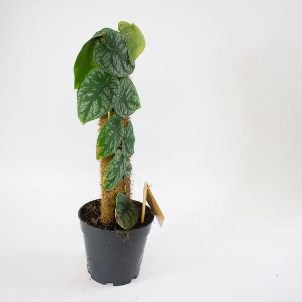 Monstera dubia 14cm H45cm
