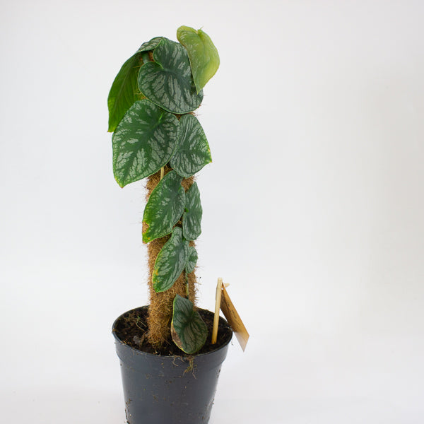 Monstera dubia 14cm H45cm