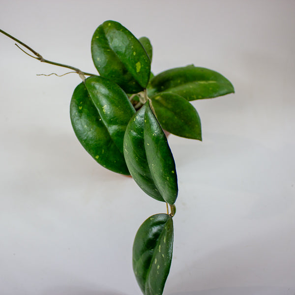 Hoya 'Joy' 12cm H15cm