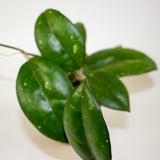 Hoya 'Joy' 12cm H15cm