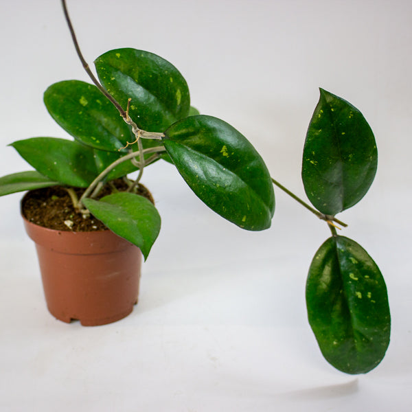 Hoya 'Joy' 12cm H15cm