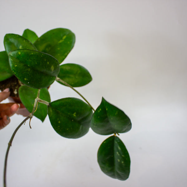 Hoya 'Joy' 12cm H15cm