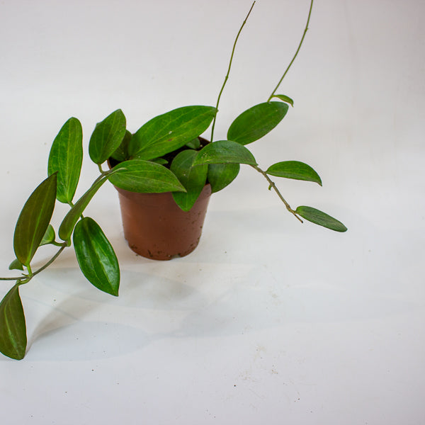 Hoya sp. UT208 12cm H15cm