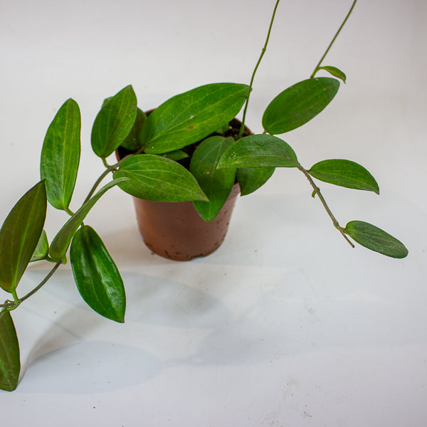 Hoya sp. UT208 12cm H15cm