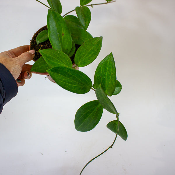 Hoya sp. UT208 12cm H15cm
