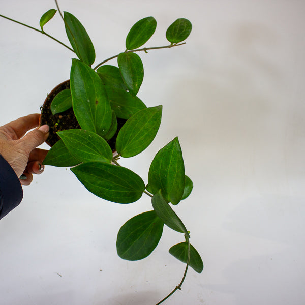 Hoya sp. UT208 12cm H15cm