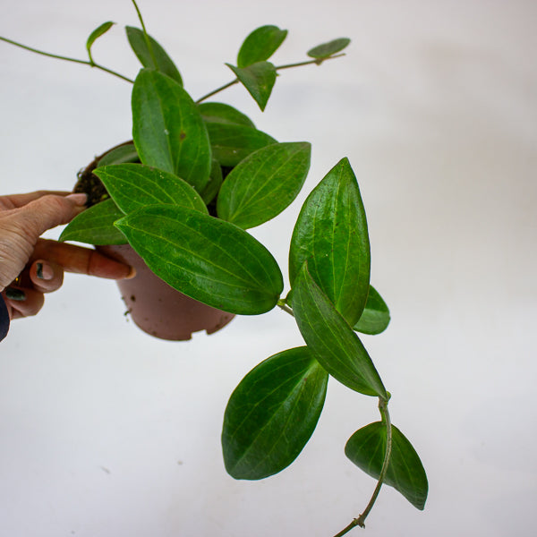 Hoya sp. UT208 12cm H15cm
