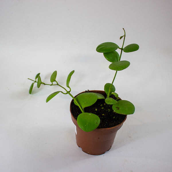 Hoya kastbergii 12cm H15cm