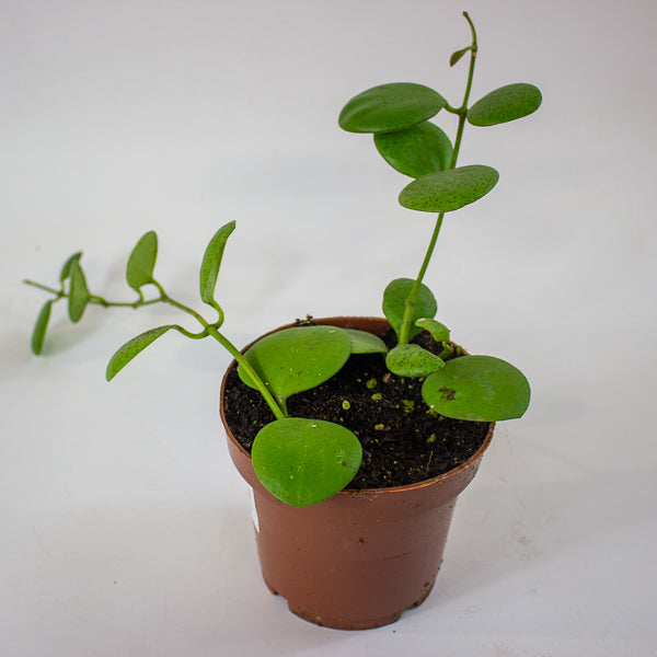 Hoya kastbergii 12cm H15cm