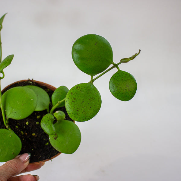 Hoya kastbergii 12cm H15cm