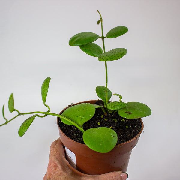 Hoya kastbergii 12cm H15cm