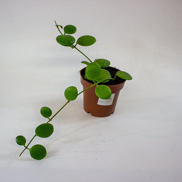 Hoya kastbergii 12cm H15cm