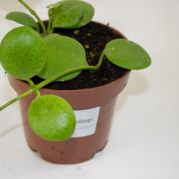 Hoya kastbergii 12cm H15cm