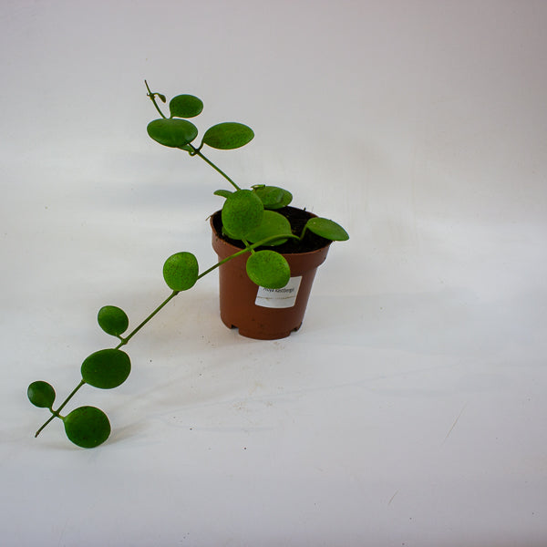 Hoya kastbergii 12cm H15cm