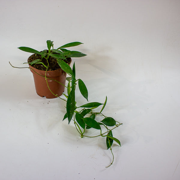 Hoya stoneana IPPS00132 12cm H15cm