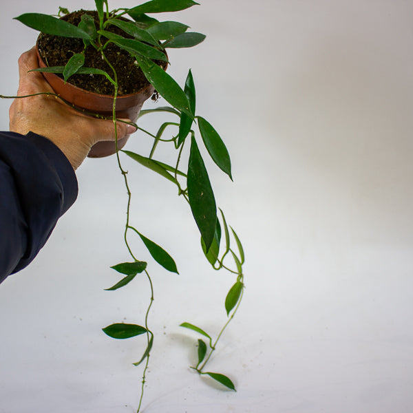 Hoya stoneana IPPS00132 12cm H15cm