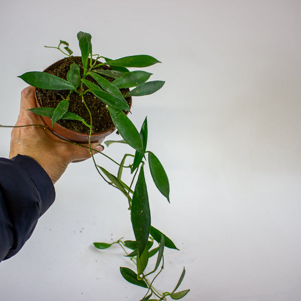 Hoya stoneana IPPS00132 12cm H15cm
